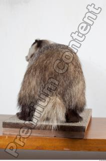 Badger tail photo reference 0004